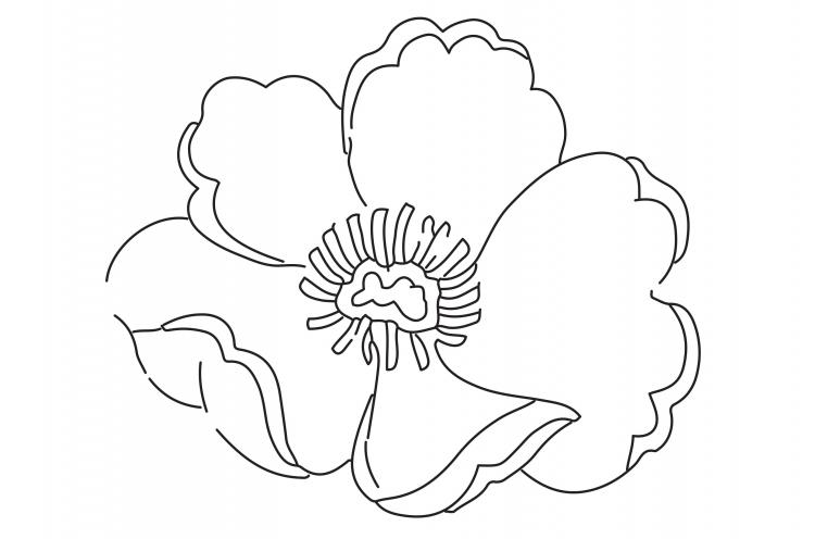 Hornsby RSL ANZAC Colouring-In Sheets