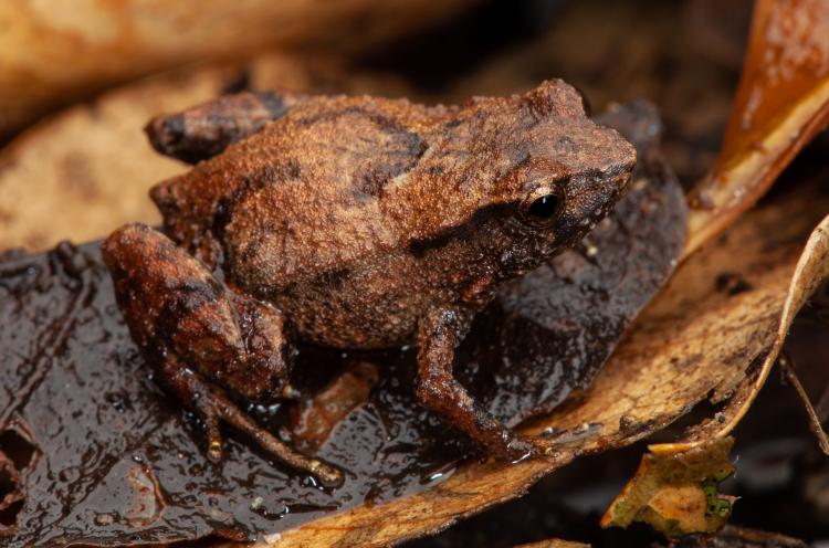 NEW FROG SPECIES ‘HOPPING’ INTO PROTECTION
