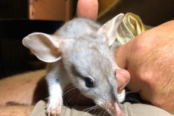 Greater Bilby baby boom at Taronga Sanctuary in Dubbo 