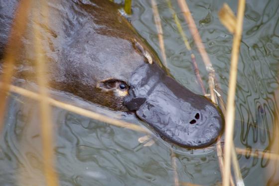 PLATYPUS TO RETURN TO THE ROYAL NATIONAL PARK