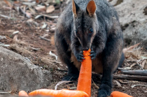 WALLABY COLONY SURVIVES IN KANGAROO VALLEY