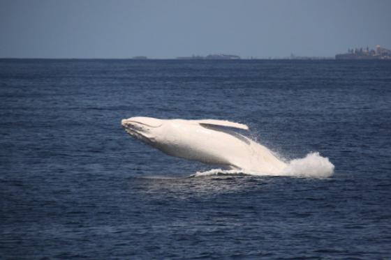 White whale spotted off South Coast Image Credit: Channel 7